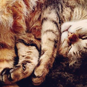 Os gatos mais famosos do mundo!