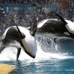 Coluna da Maqui: os 4 documentários mais legais para assistir no Netflix