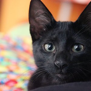 Maqui indica: tenha um gatinho em casa!
