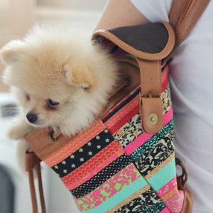 Spitz alemão: um pouco mais sobre a raça do meu cachorrinho *_*