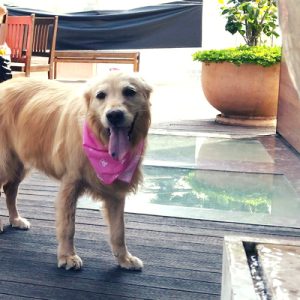 Os lugares mais legais de São Paulo para passear com o seu cãozinho