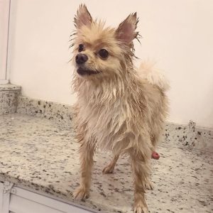 10 músicas para: ouvir durante o momento do banho