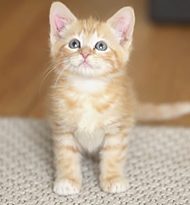 Maqui indica: vídeos de gatos para melhorar o seu dia