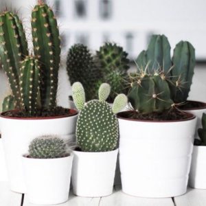 É tendência: os cactos estão por todos os lados!