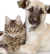 Muito amor: um guia prático sobre adoção de pets