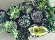 Wishlist: todos os meus sonhos para o Jardim no Cimento